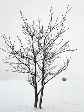 Bare branches of single tree in a field in winter Stock Photos