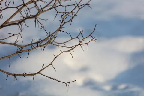Bare branches stretch against a soft blue sky Stock Photos