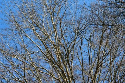 Bare branches stretch against a vivid blue sky Stock Photos