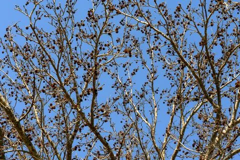 Bare branches stretch skyward against crisp blue Stock Photos