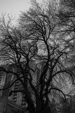 Bare branches stretch skyward in stark monochrome Fotos Stock