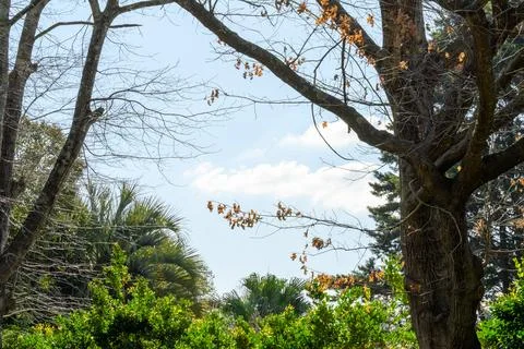 Bare branches stretch toward a clear blue sky Stock Photos