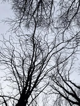 Bare branches stretch towards the pale sky, creating a web-like pattern. The 스톡 사진
