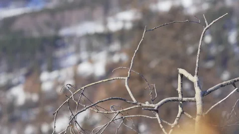 Bare branches stretch upward against soft mountain backdrop Stock Footage 322040966