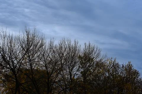 Bare branches stretch upward against a soft, cloudy sky 库存照片