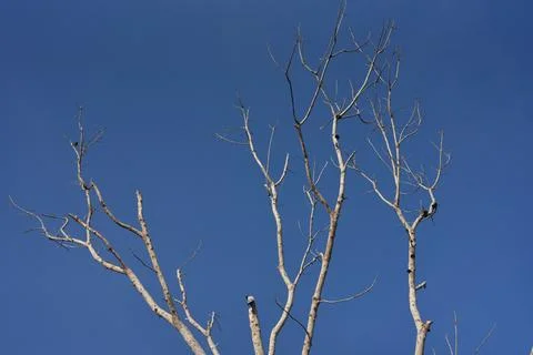 Bare branches stretch upwards, silhouetted against a vivid blue sky Stock Photos