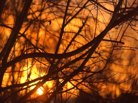 The Bare Branches at Sunset Stock-Footage 72125390