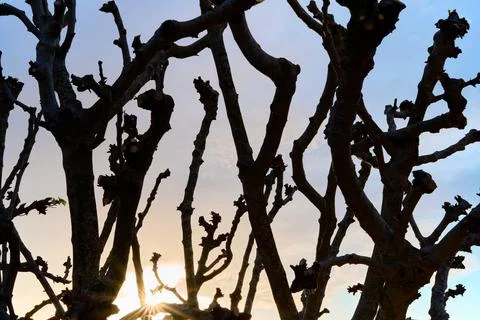 Bare Branches at Sunset 스톡 사진