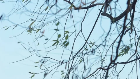 Bare branches swaying in the wind with the clear blue sky in the background Stock-Footage 256459642
