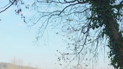 Bare branches swaying in the wind with the clear blue sky in the background Stock-Footage 256461564