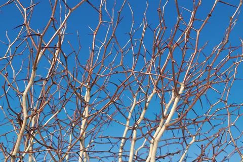 Bare branches with thorns against the blue sky. Фото