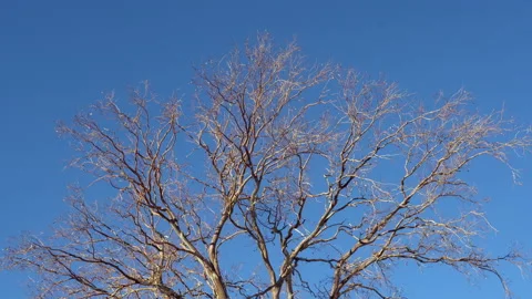 Bare branches of the top a tree against a blue sky in winter Stock Footage 217484286