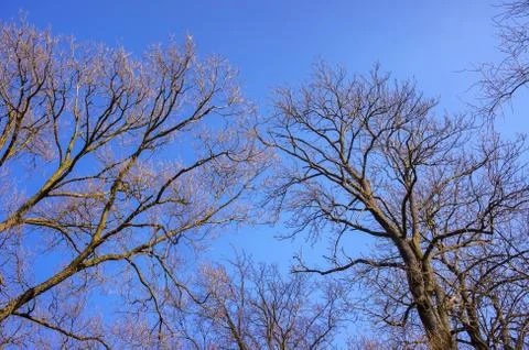 Bare branches of a tree against blue sky, nature spring background Stock Photos
