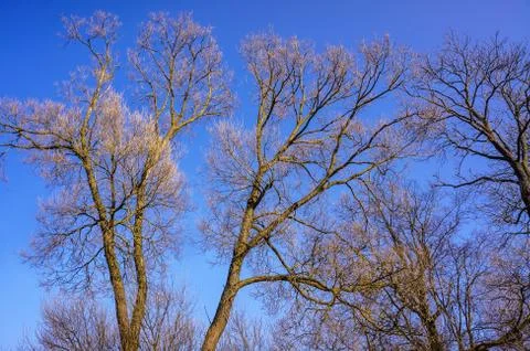 Bare branches of a tree against blue sky, nature spring background Stock Photos