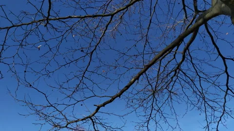 Bare branches of a tree against clear blue sky, by the river, on a sunny winter Stock Footage 233247338