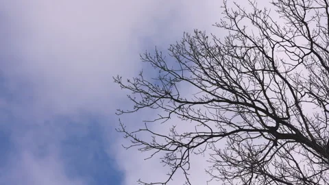 Bare Branches Of A Tree Against A Winter Blue Sky With Clouds. Hendheld Shot. Stock Footage 265803014
