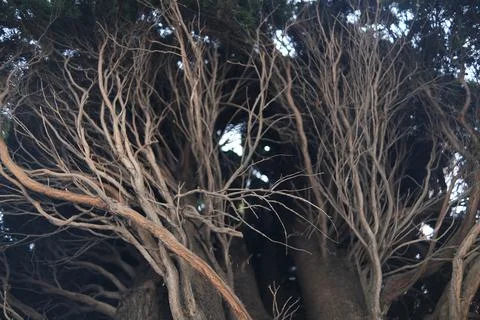 The bare branches of the tree are woven. Densely growing branches. the tree o Stock Photos