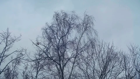 Bare Branches of Tree Blowing in the Wind Against Sky Stockbeeldmateriaal 103331014