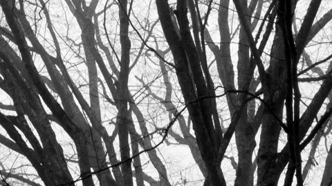 Bare branches of a tree from bottom to top in a foggy forest Stock Footage 259864251