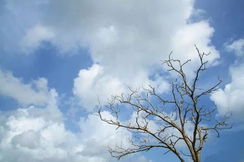 Bare branches of a tree - Branches without leaves against the blue sky Stock Photos