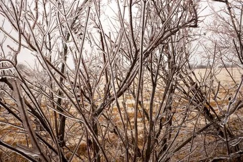 Bare branches of a tree coated in ice Stock Photos