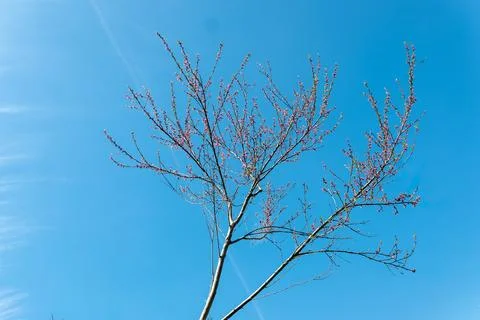 Bare branches of a tree covered with tiny pink buds against a bright blue sky Фото
