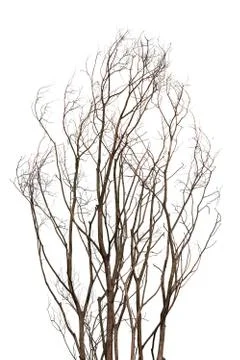 Bare Branches of a tree isolated on a white background in the late autumn Stock Photos