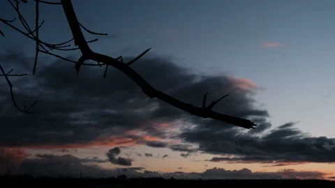 Bare branches of a tree at sunset Stock Footage 165974583