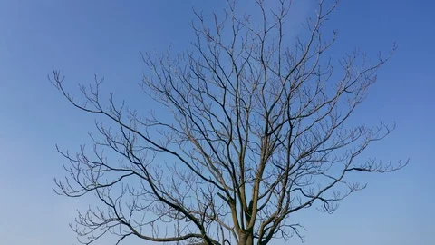 Bare branches of a tree in winter. Video stock 127359952