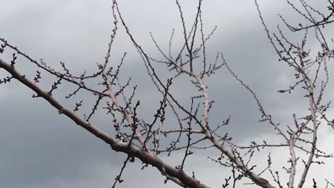 Bare branches of a tree without leaves against a cloudy dark sky. Stock Footage 183840762