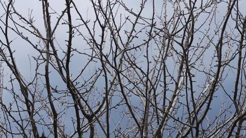Bare branches of a tree without leaves against a dark sky. Stock Footage 183841218