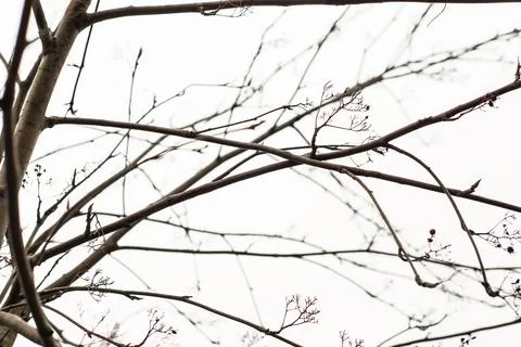 The bare Branches of a tree without leaves against a gray sky Stock Photos