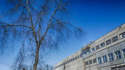 Bare branches of trees against the blue sky and building. Nature conservation Stock Photos