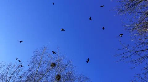 Bare branches of trees against the blue sky and birds. Nature conservation. Foto stock