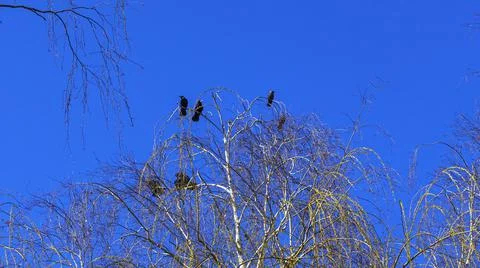 Bare branches of trees against the blue sky and birds. Nature conservation. Stock Photos