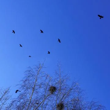 Bare branches of trees against the blue sky and birds. Nature conservation. Stock Photos