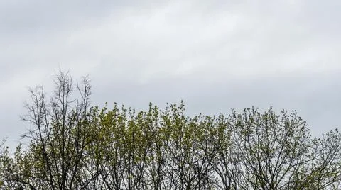 Bare branches of trees against the dramatic sky. Nature conservation. 스톡 사진