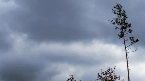 Bare branches of trees against the dramatic cloudy sky. Nature conservation. 写真素材