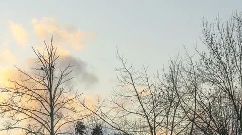 Bare branches of trees against the dramatic cloudy sky. Nature conservation. Stock Photos