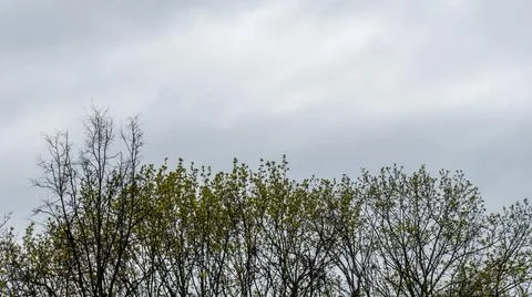Bare branches of trees against the dramatic sky. Nature conservation. 스톡 사진