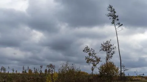 Bare branches of trees against the dramatic cloudy sky. Nature conservation. 写真素材