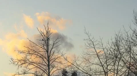 Bare branches of trees against the dramatic cloudy sky. Nature conservation. 스톡 사진