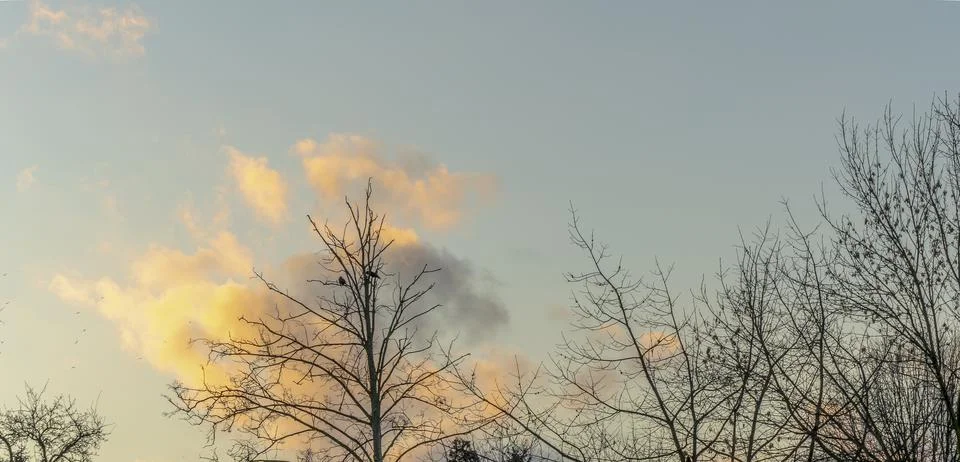 Bare branches of trees against the dramatic cloudy sky. Nature conservation. 스톡 사진
