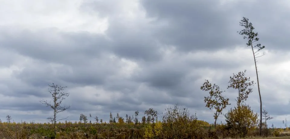 Bare branches of trees against the dramatic cloudy sky. Nature conservation. Stock Photos