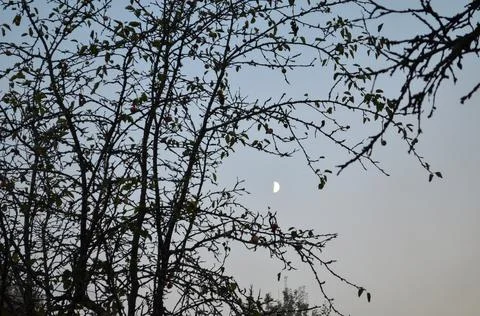 Bare branches of trees against the dusk sky. Nature conservation. 스톡 사진