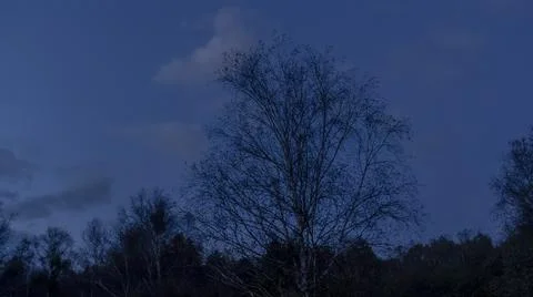 Bare branches of trees against the dusk sky with clouds. Nature conservation. Stock Photos
