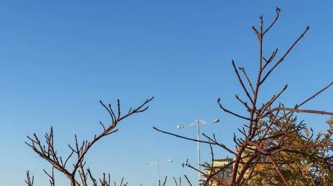 Bare branches of trees against the sky. Nature conservation. Stock Photos