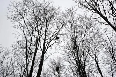 Bare branches of trees and nests of rooks Stock Photos