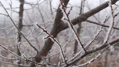 The bare branches of the trees are covered with frost and the old garden Video stock 166569069