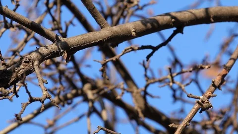 Bare branches of trees on a background of blue sky. Stock Footage 120638512